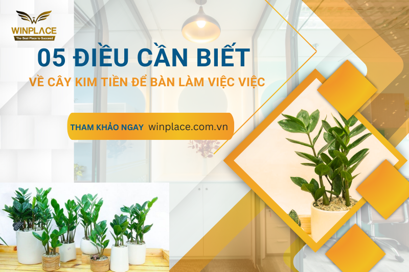 05 điều cần biết về cây kim tiền để bàn làm việc